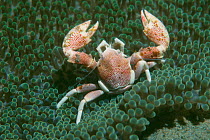 Porcelain crab {Neopetrolisthes maculatus} on anemone. Milne Bay, Papua New Guinea