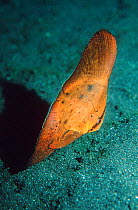 Circular / Orbicular batfish juvenile {Platax orbicularis} Sulawesi, Indonesia
