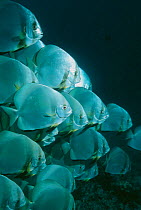 Circular / Orbicular batfish shoal {Platax orbicularis} Sipadan, Malaysia