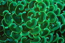 Hard coral polyps {Euphyllia ancora} Bunaken, Sulawesi, Indonesia