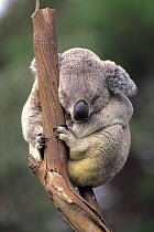 ic-06801 Koala sleeping {Phascolarctos cinereus}  bear