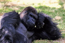 ic-06805 Lowland gorilla resting and looking thoughtful {Gorilla gorilla}