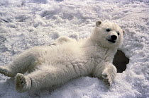 ic-06901 Young Polar bear relaxing on snow {Ursus maritimus} NB: NOT FOR GREETING CARD OR CALENDAR USE UNTIL 2012