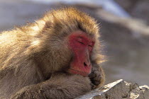 ic-06902 Japanese macaque sleeping {Macaca fuscata} C