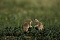 ic-06904 Black tailed prairie dog pair greeting {Cynomys ludovicianus}