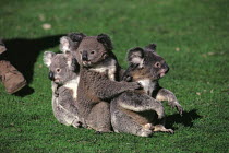 ic-06906 Three Koalas sitting in a row {Phascolarctos cinereus}  bear