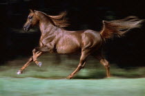 ic-07002 Horse galloping {Equus caballus}