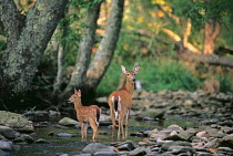 ic-07004 Fallow deer mother + fawn at woodland stream {Dama dama}