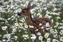 ic-07005 Fallow deer fawn in field with white  flowers {Dama dama}