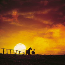 ic-07006 Horse + foal silhouetted at sunset {Equus caballus}