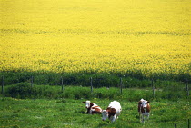 ic-07103 Cattle in field {Bos taurus}