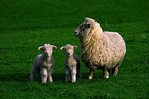 ic-07105 Sheep with two lambs {Ovis aries}