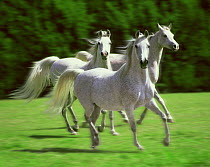 ic-07106 Arab Horses galloping {Equus caballus}