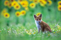 ic-07201 Japanese red fox cub / Kitsune {Vulpes vulpes japonica} Japan