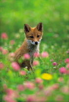 ic-07202 Japanese red fox cub / Kitsune {Vulpes vulpes japonica} Japan