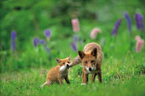 ic-07203 Japanese red fox cub biting mother's tail (Kitsune) {Vulpes vulpes japonica} Japan