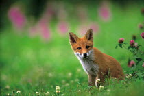 ic-07301 Japanese red fox cub (Kitsune) {Vulpes vulpes japonica} Japan