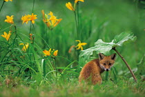 ic-07303 Japanese red fox cub / Kitsune sitting under leaf {Vulpes vulpes japonica} Japan