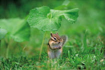 ic-07404 Siberian chipmunk / Striped squirrel {Tamias sibiricus} Japan