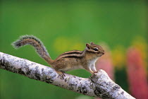 ic-07403 Siberian chipmunk / Striped squirrel {Tamias sibiricus} Japan