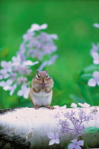 ic-07405 Siberian chipmunk / Striped squirrel {Tamias sibiricus} Japan