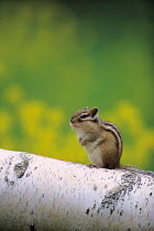 ic-07406 Siberian chipmunk / Striped squirrel {Tamias sibiricus} Japan