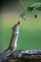 ic-07502 Siberian chipmunk / Striped squirrel reaching to feed on cherry {Tamias sibiricus} Japan