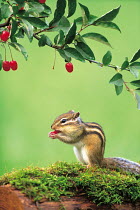 ic-07503 Siberian chipmunk / Striped squirrel feeding on cherry {Tamias sibiricus} Japan