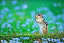 ic-07508 Siberian chipmunk (striped squirrel) {Tamias sibiricus} Japan