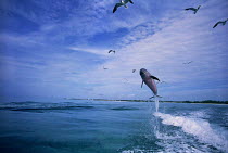ic-08101 Juvenile Bottlenose dolphin leaping {Tursiops truncatus}