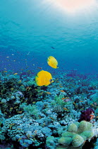 ic-08201 Two Golden butterflyfish on coral reef {Chaetodon semilarvatus} Red Sea.