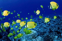 ic-08203 Shoal of Lemon butterflyfish {Chaetodon miliaris} Hawaii, USA.