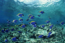 ic-08205 Shoal of Powder blue surgeonfish {Acanthurus leucosternon} Maldives, Indian ocean.