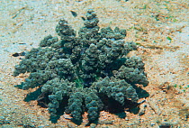 Branching anemone {Actinodendron glomeratum} Vavau, Tonga, Pacific