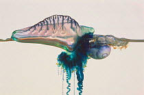 Violet snail / Bubble raft shell {Janthina janthina} feeding on pelagic jellyfish, Portugese man of war {Physllia utriculus} South Africa