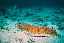 Sea cucumber {Holothuria fuscopunctata} Indonesia