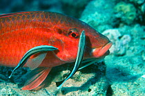 Cleaner wrasse {Labroides dimidiatus} cleaning Rosy goatfish {Parupeneus rugescens} Red Sea