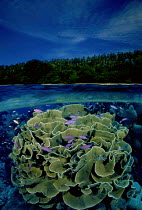 ic-08305 Hard coral with fish. Split level. Indonesia.