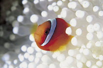 ic-08404 Tomato anemonefish {Amphiprion frenatus} sheltering amongst tentacles of sea anemone. Japan.