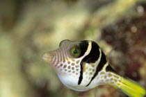 ic-08405 Crown toby {Canthigaster coronata} Japan.