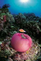 ic-08501 Anemonefish and Sea anemone on coral reef. Fiji, Pacific.