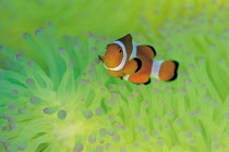 ic-08504 False clown anemonefish amongst Sea anemone tentacles. Indo Pacific.