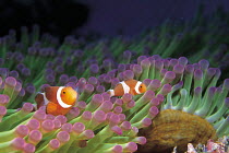 ic-08505 False clown anemonefish and Sea anemone. Indo Pacific.