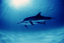 ic-08601 Pair of Bottlenose dolphins {Tursiops truncatus}