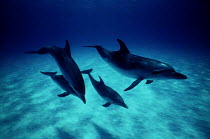 ic-08603 Pod of Bottlenose dolphins {Tursiops truncatus}