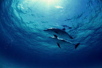ic-08604 Bottlenose dolphins {Tursiops truncatus}