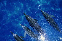 ic-08606 Four Bottlenose dolphins at surface {Tursiops truncatus}