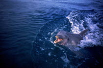 ic-08701 Bottlenose dolphin vocalising at surface {Tursiops truncatus}