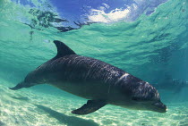 ic-08702 Bottlenose dolphin {Tursiops truncatus} Honduras