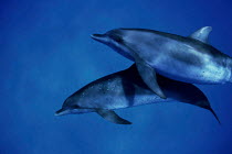 ic-08703 Pair of Bottlenose dolphins {Tursiops truncatus} Bahamas.